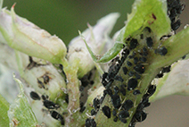 Photo of black bean aphids on faba bean plant