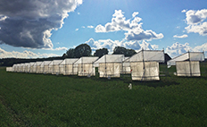 Photo of roofed cages