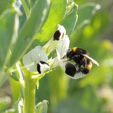 Foto på mörk jordhumla som pollinerar åkerböna