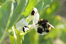 Foto på mörk jordhumla som pollinerar åkerböna