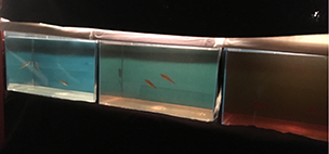 Foto på tre akvarier med olika brunt vatten