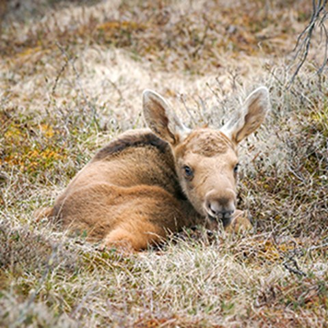 Photo of moose calf