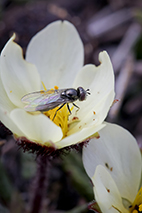 Foto på en blomfluga på blomman av fjällsippa