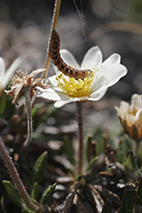 Foto på larv av svart hedfly på fjällsippa