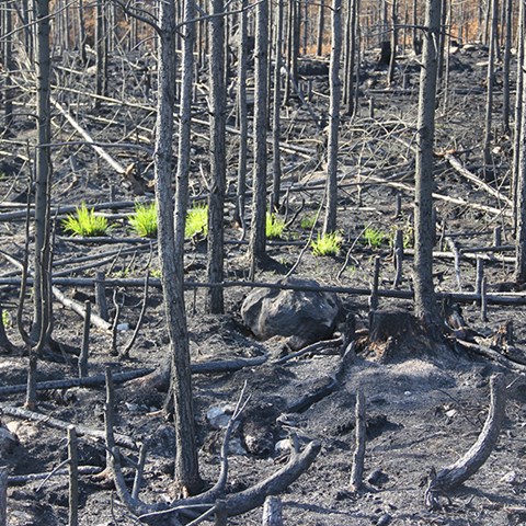 Foto på spirande växter i bränd skog