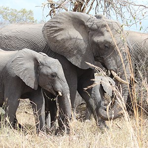 Foto på elefanter