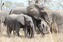 Photo of elephants