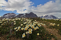 Foto på fjällsippa