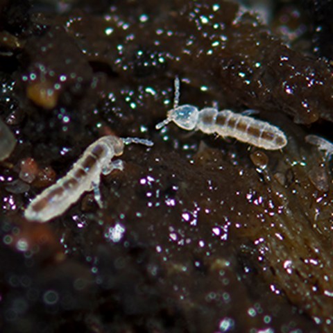 Hoppstjärten Folsomia candida