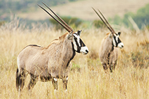 Photo of gemsbok