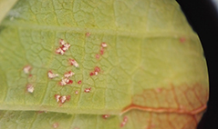 Foto på häggblad som infekterats av aecidiesporer