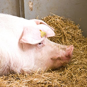 Foto på gris som ligger på halm