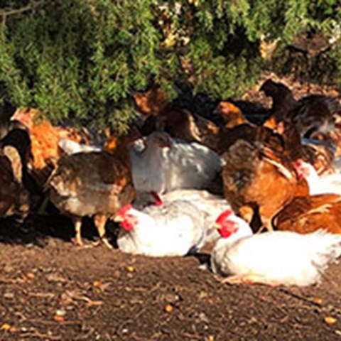 Kycklingar vistas utomhus, foto. 