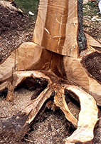 Foto på gran som sågats för att visa rotrötans utbredning i rötter och stam