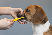 Tandborstning på hund