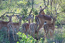 Photo of impalas