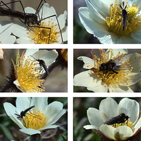 Pollinerande insekter på fjällsippa, Kollage
