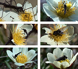 Pollinerande insekter på fjällsippa. Kollage