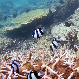 Foto på korallrev