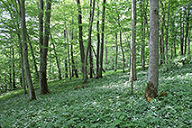 Fotograferade vitsippor i skog