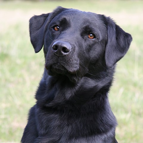 Foto av en hund av rasen labrador