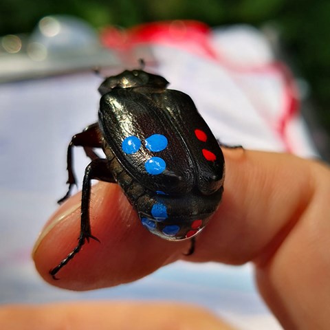 Photo of a marked adult Osmoderma eremita