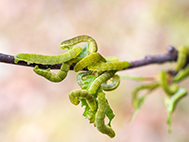 Artic birch without leaves