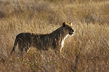 Photo of a lion