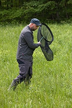 Kari Kaunisto fångar insekter med håv.