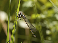 Damselfly eating a bug