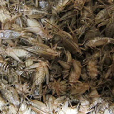 Flies for fish food, photo.