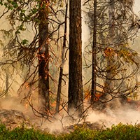 Foto på skogsbrand