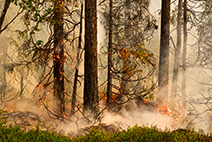 Foto på skogsbrand