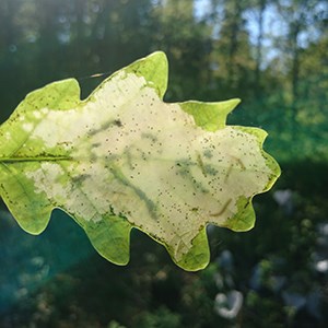 Foto på larver av snedstreckad ekstyltmal ätandes inuti ett ekblad