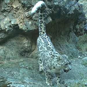 Camera-trapped snow leopard