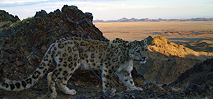 Snöleopard fotad med viltkamera