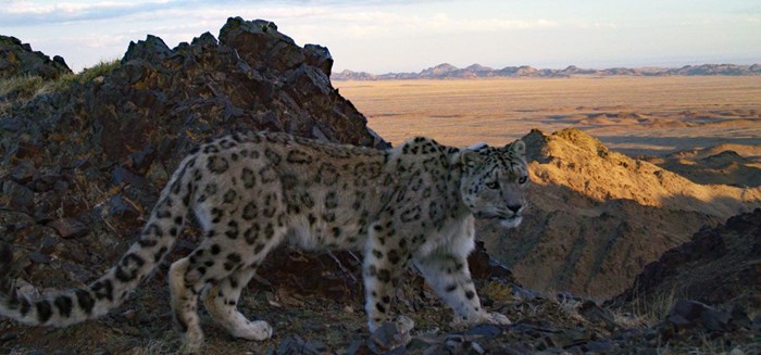 Camera-trapped snow leopard