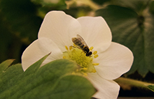 Foto av blomfluga (Sphaerophoria rueppellii) som pollinerar en jordgubbsblomma