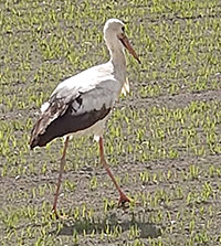 Stork på ett fält, foto.