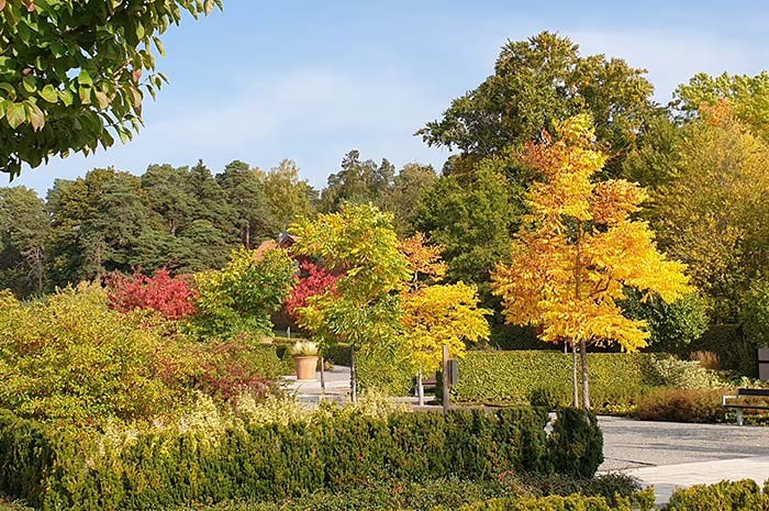 Kunskapsträdgården i höstfärger, foto.