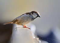 Photo of house sparrow 