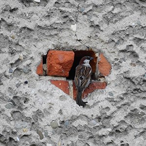 House sparrow with nest in a wall