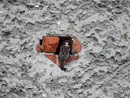 House sparrow with nest in cavity