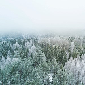 Snowy forest