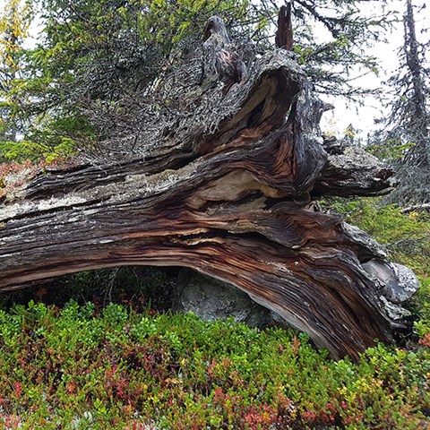 Foto på död ved i nordlig boreal skog