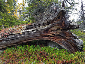 Foto på död ved i nordlig boreal skog 