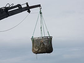 Fisken flyttas till bedövning, foto.