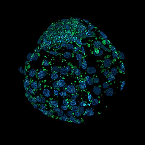 Mikroskopbild på ett ko-embryo där kärnor och fett är färgade