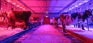 Foto på uppstallade kor som har dagsljusbelysning i form av rött respektive blått LED-ljus. 