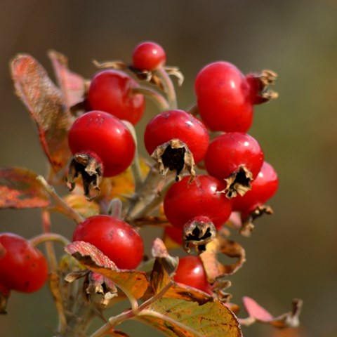 Photo of rose berries